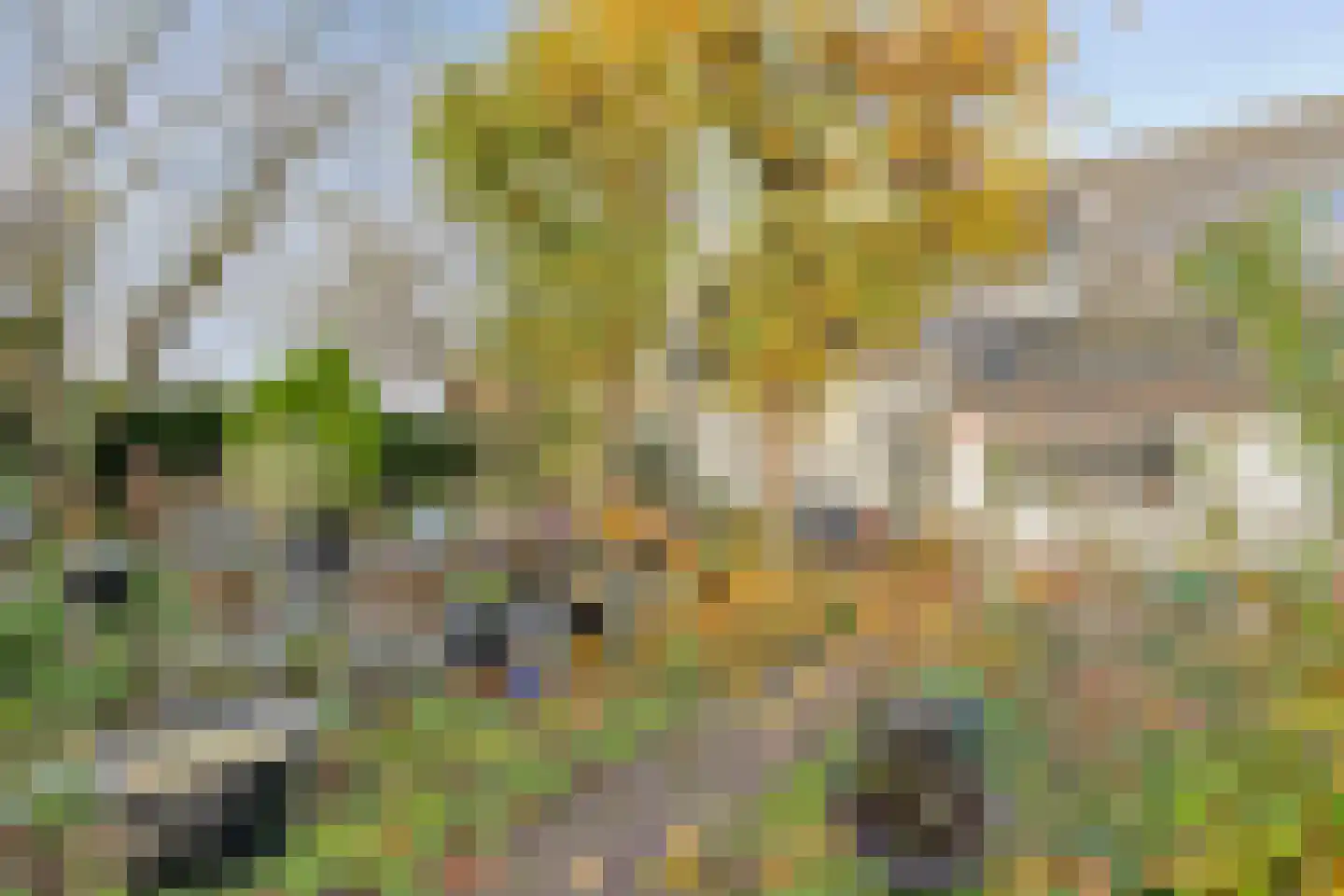 Bergse Heide 4 Bergen L thumbnail 48
