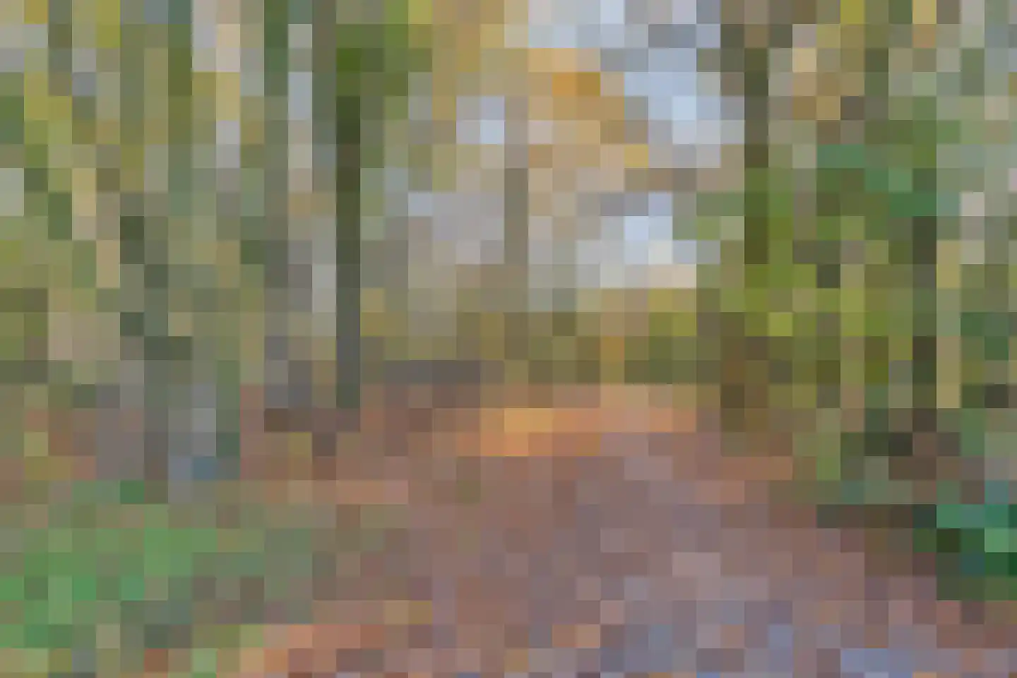 Bergse Heide 4 Bergen L thumbnail 66
