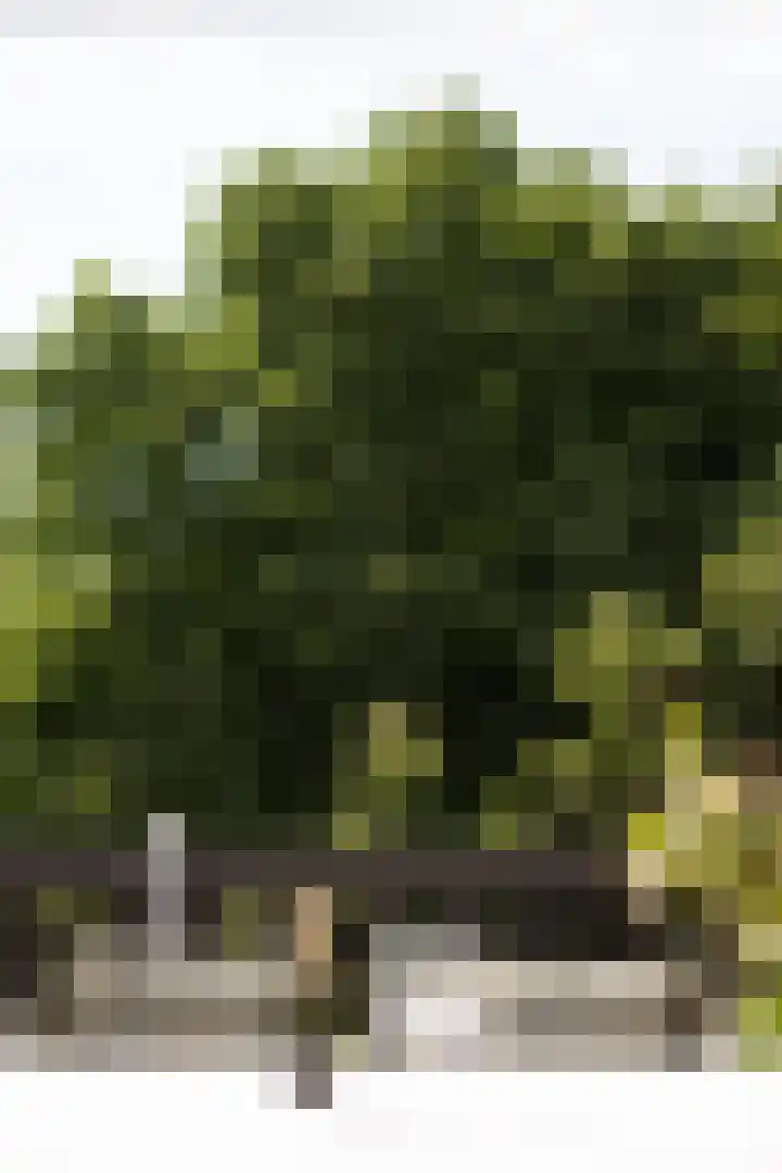 Bergselaan 192 B Rotterdam thumbnail 54