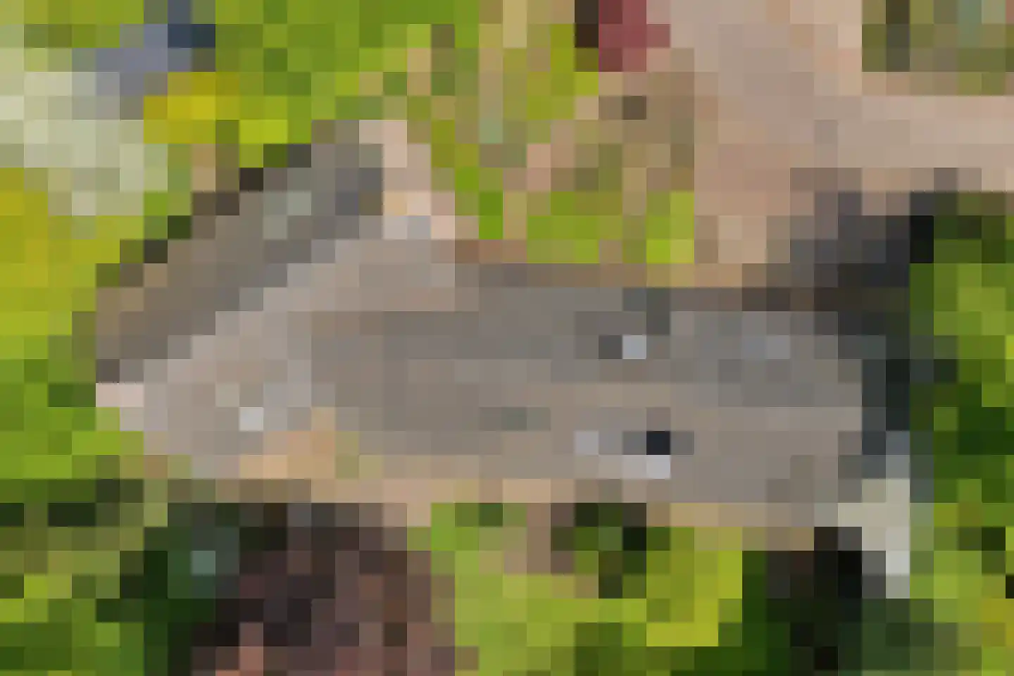 Bergsteinlaan 36 Tuk thumbnail 43