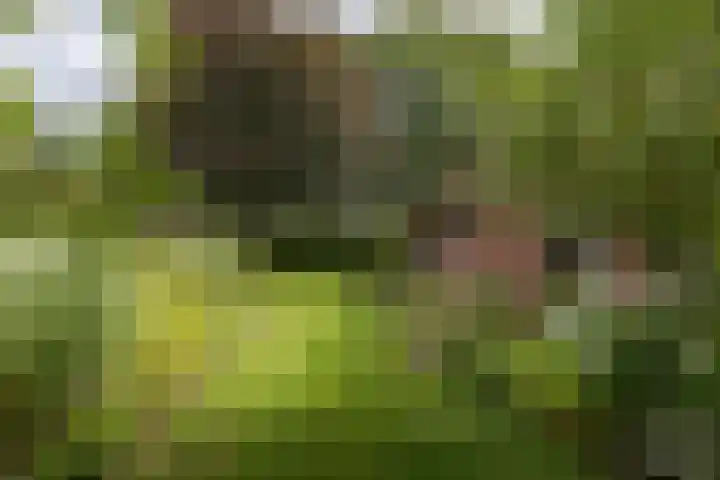 Bergweg 2 Lemelerveld thumbnail 38