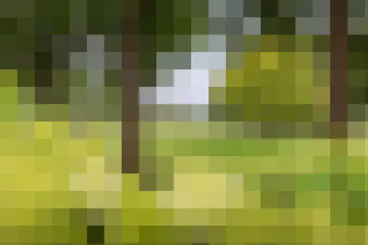 Bergweg 2 Lemelerveld thumbnail 51