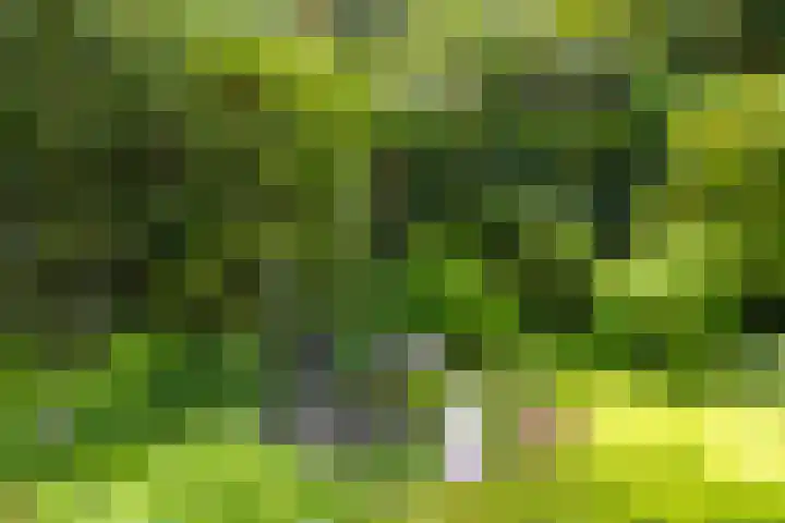 Bergweg 210 Zeist thumbnail 17