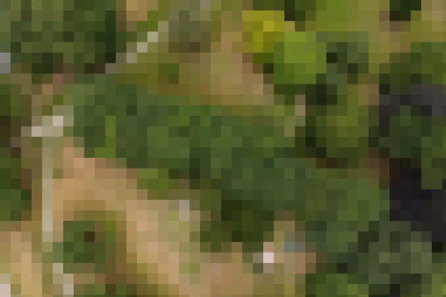Bergweg 34 Velp thumbnail 45