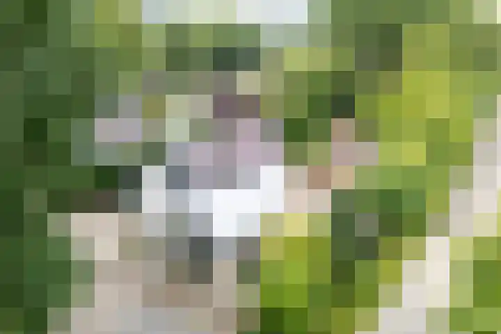 Bergweg 37 Maarn thumbnail 38