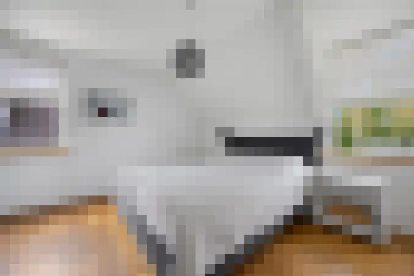Berkakker 22 Kaatsheuvel thumbnail 30