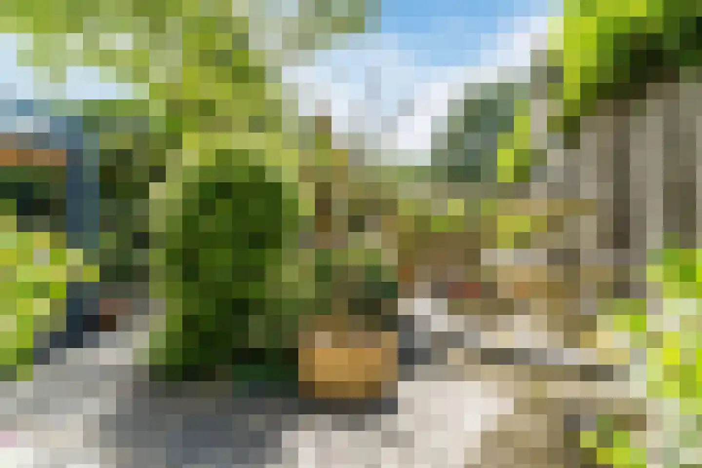 Berkeboom 20 Culemborg thumbnail 31