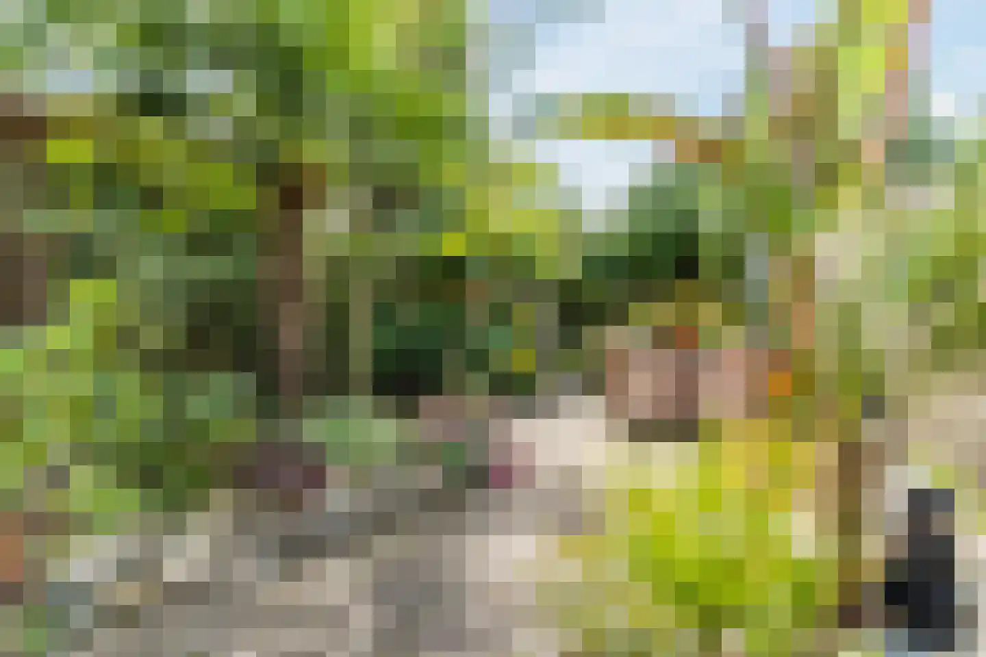 Berkeboom 20 Culemborg thumbnail 32