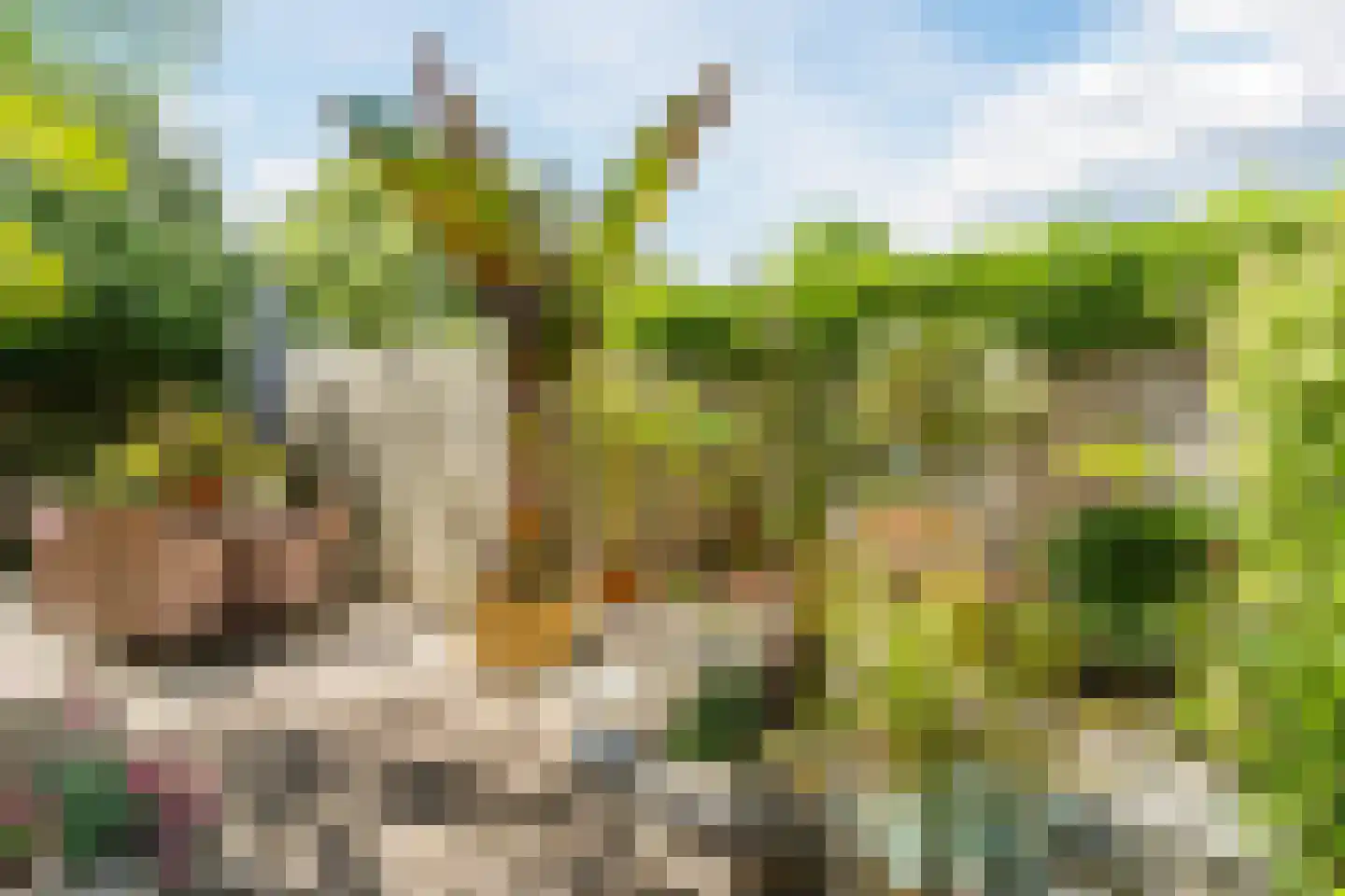 Berkeboom 20 Culemborg thumbnail 33
