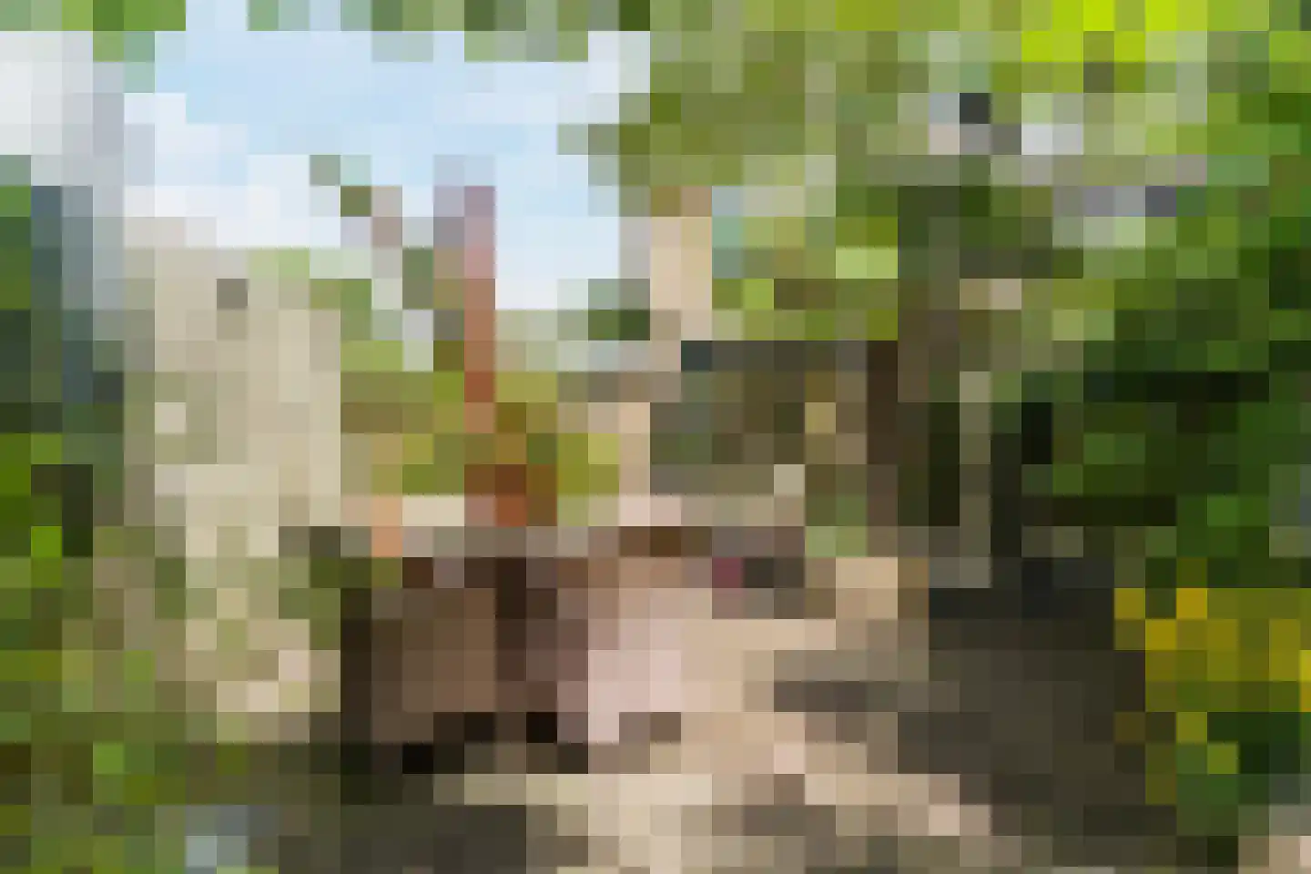 Berkeboom 20 Culemborg thumbnail 35