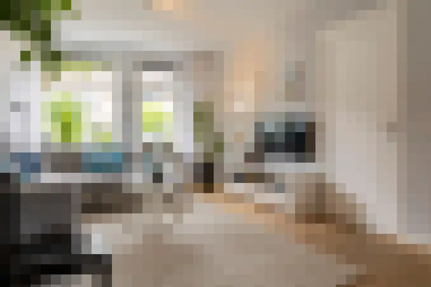 Berkeboom 26 Culemborg thumbnail 12