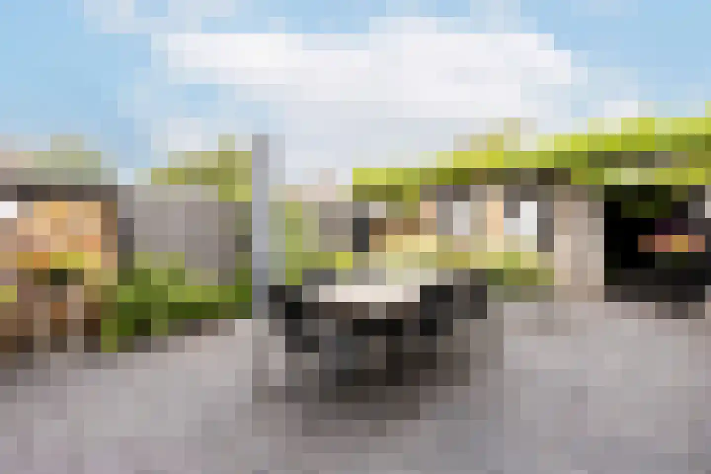 Berkeboom 26 Culemborg thumbnail 28