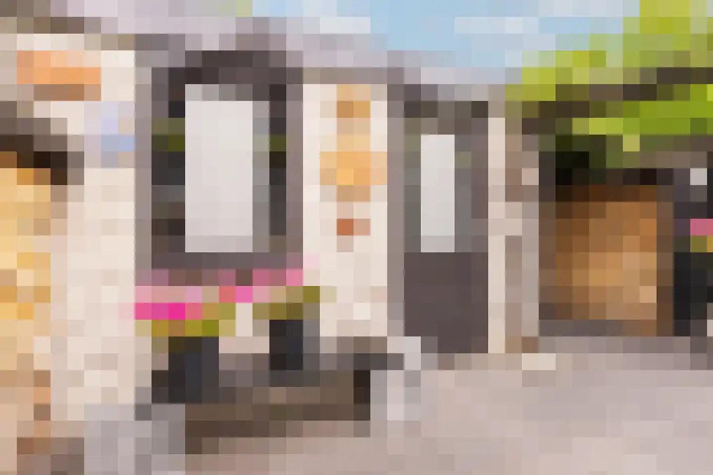 Berkeboom 26 Culemborg thumbnail 32