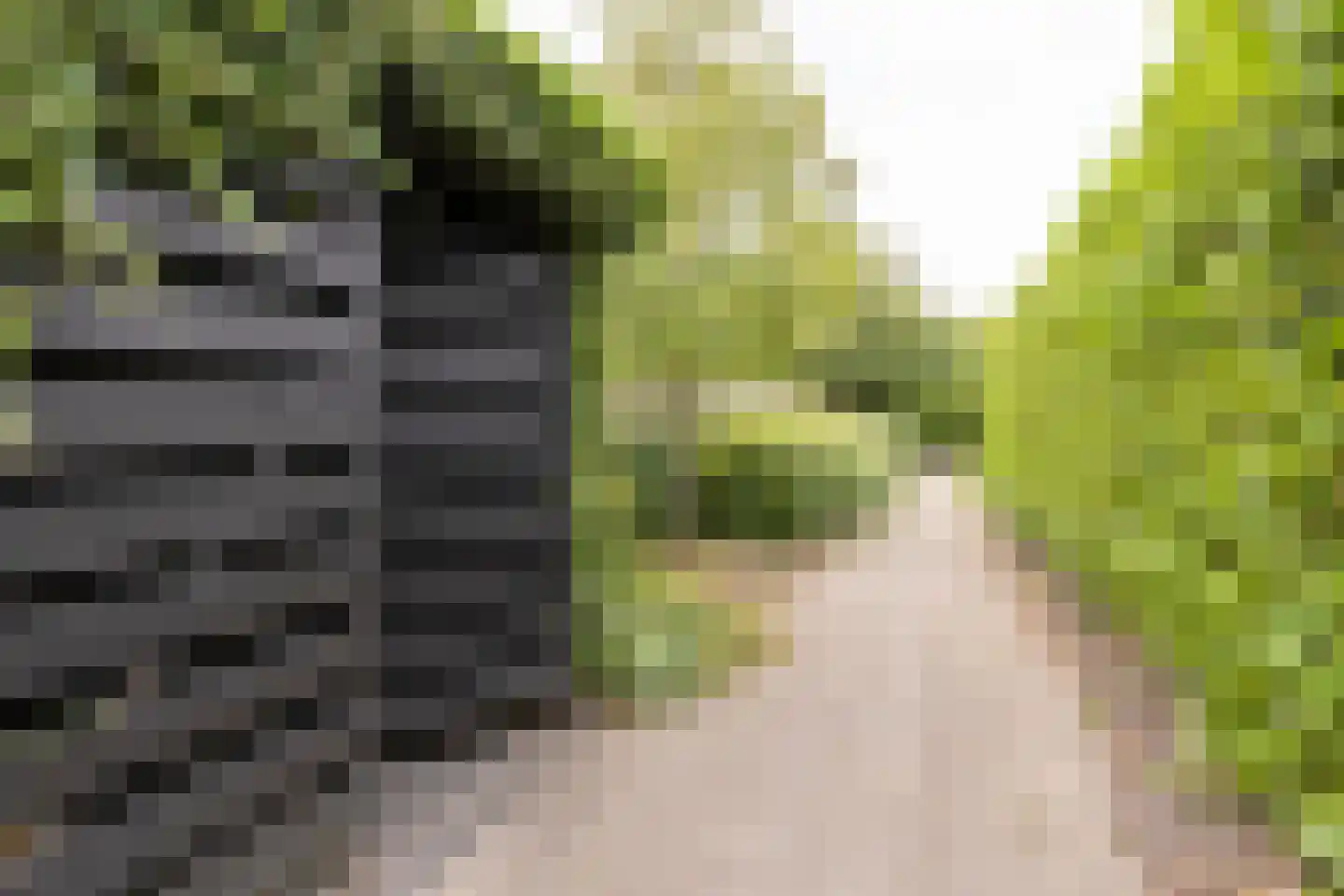 Berkeboom 26 Culemborg thumbnail 36