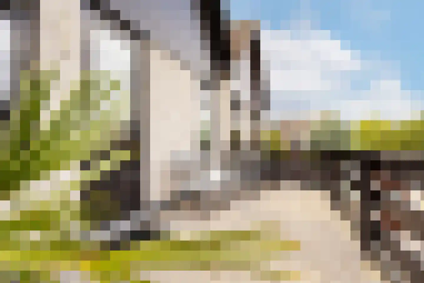 Berkeboom 26 Culemborg thumbnail 43
