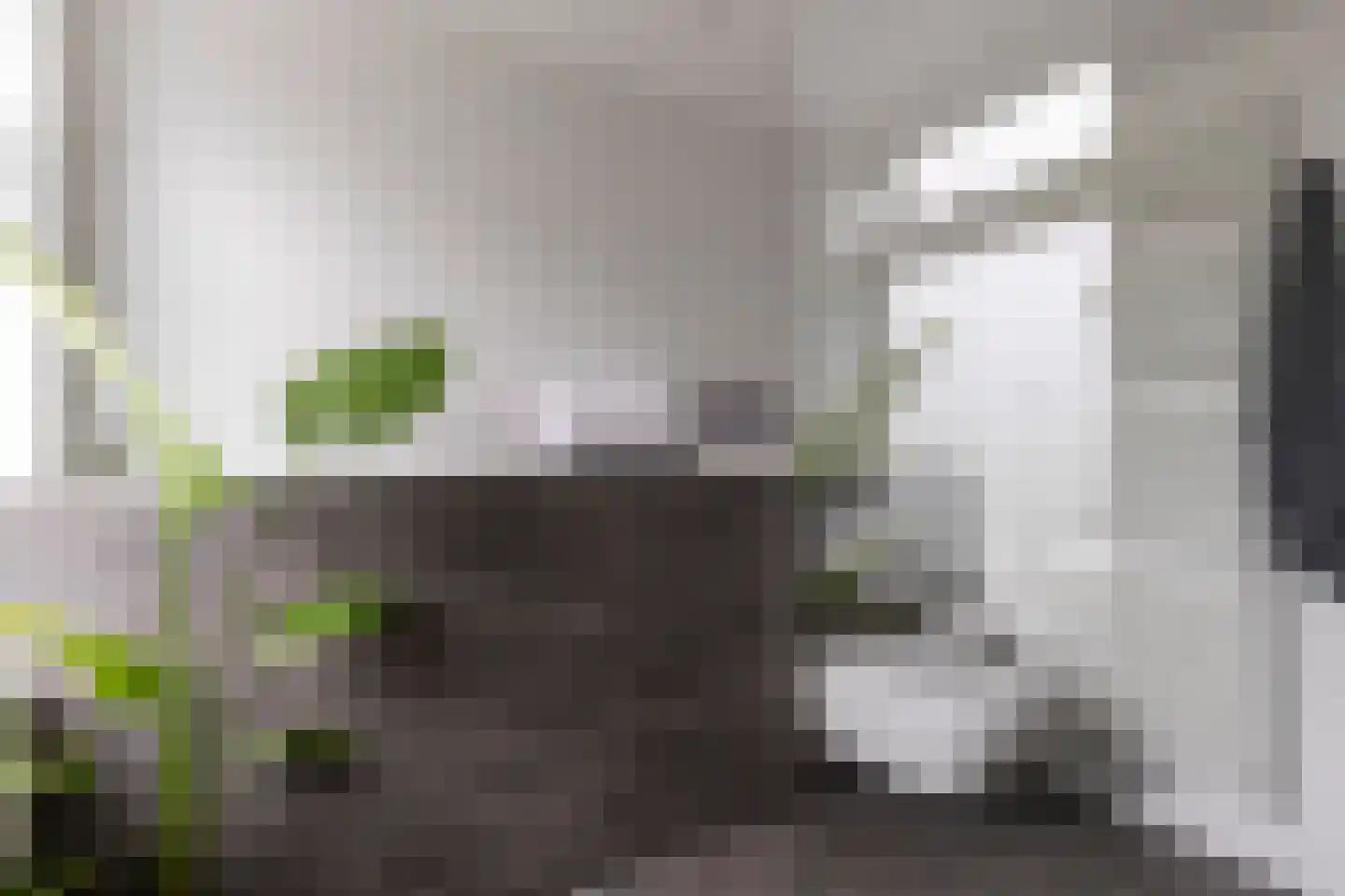 Berkeboom 26 Culemborg thumbnail 52