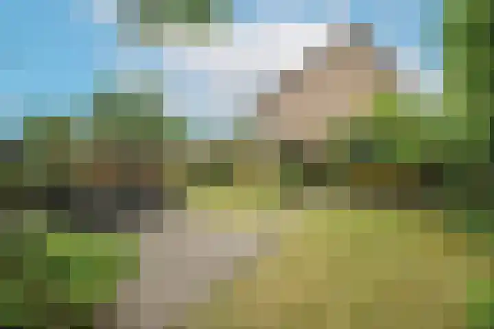Berkeboom 55 Culemborg thumbnail 19