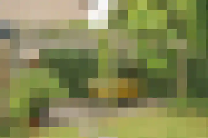 Berkeboom 55 Culemborg thumbnail 20