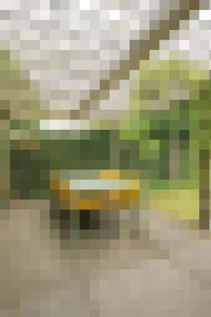 Berkeboom 55 Culemborg thumbnail 21