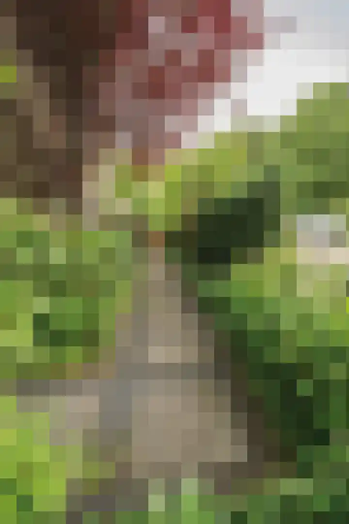 Berkeboom 55 Culemborg thumbnail 23