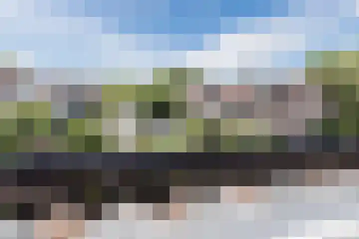 Berkeboom 61 Culemborg thumbnail 25