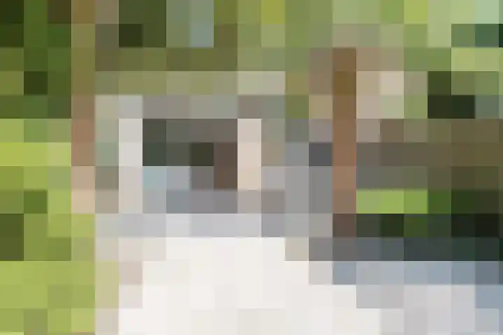 Berkeboom 61 Culemborg thumbnail 27