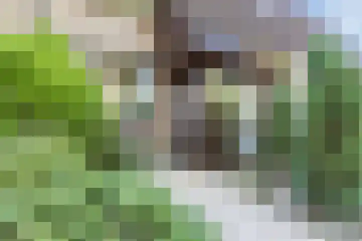 Berkeboom 61 Culemborg thumbnail 5