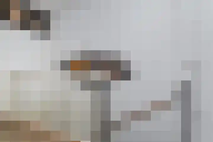 Berkelsezoom 40 Berkel en Rodenrijs thumbnail 29