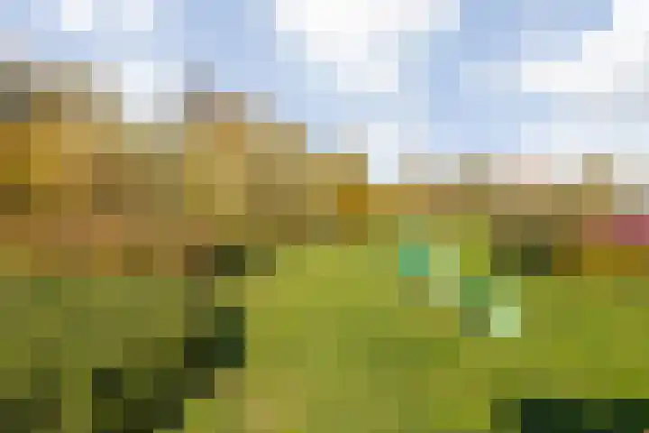 Berkenakker 2 Galder thumbnail 78