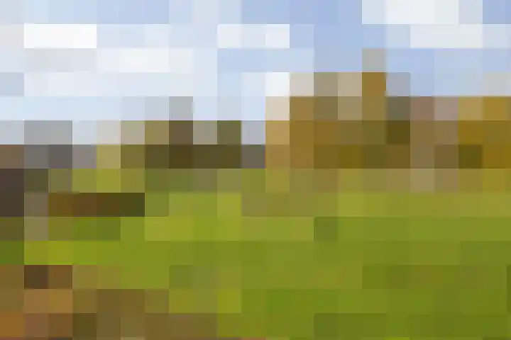 Berkenakker 2 Galder thumbnail 80
