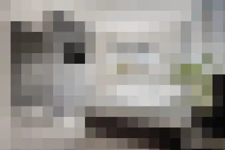 Berkenblad 14 Oostvoorne thumbnail 17