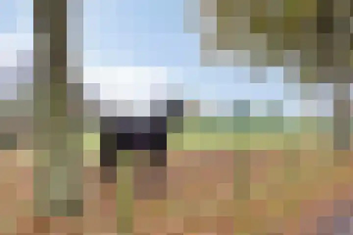 Berkenblad 14 Oostvoorne thumbnail 37