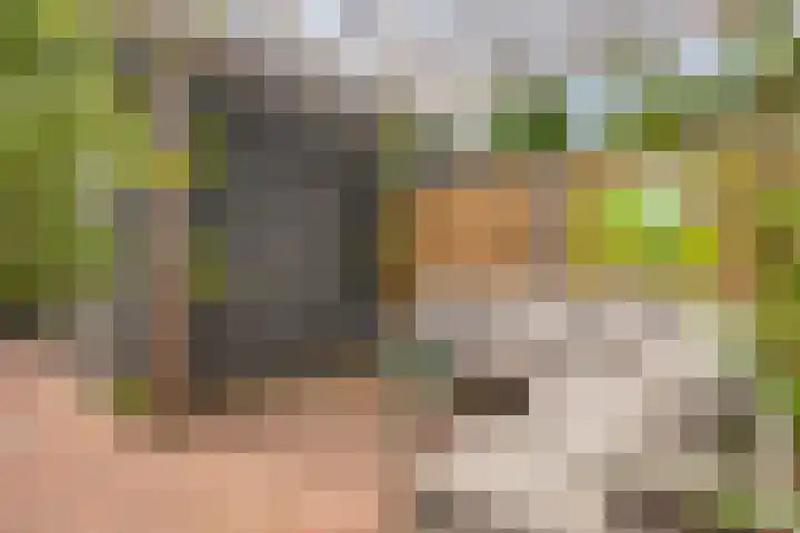 Berkenbos 8 Veldhoven thumbnail 31