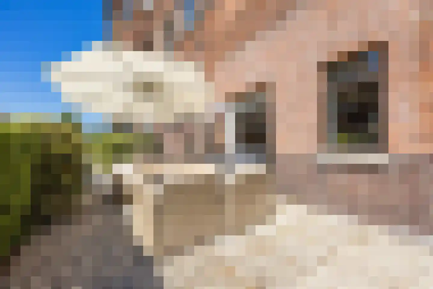 Berkenbosch Blokstraat 2 Den Haag thumbnail 4