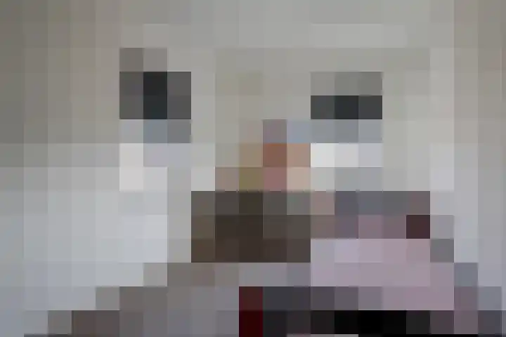 Berkengraaf 35 Bakel thumbnail 32