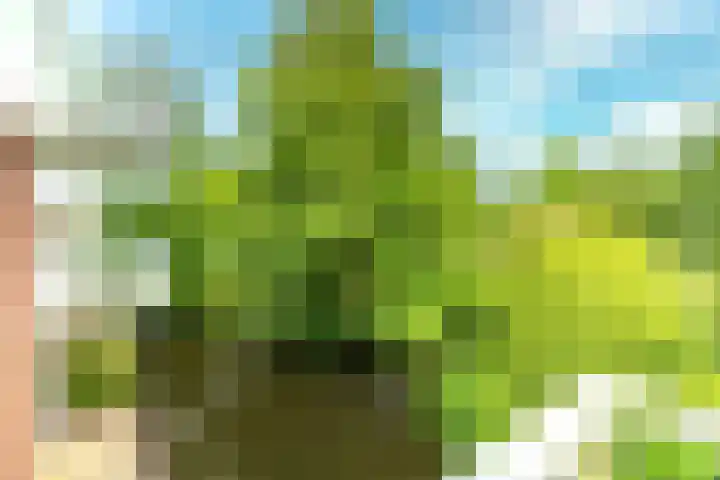 Berkenhof 11 Zoeterwoude thumbnail 13