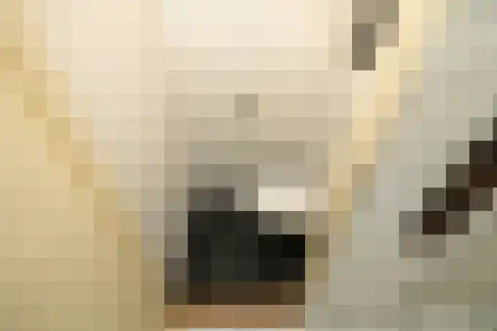 Berkenhove 2 Kwintsheul thumbnail 14