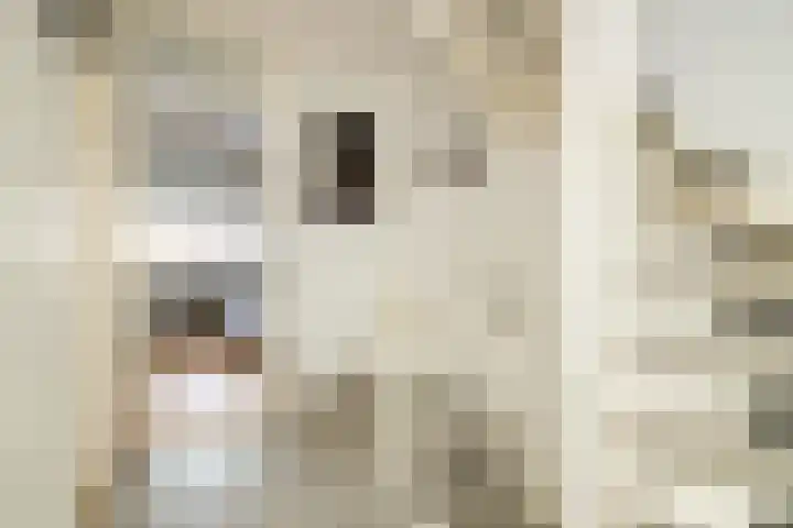 Berkenhove 2 Kwintsheul thumbnail 24