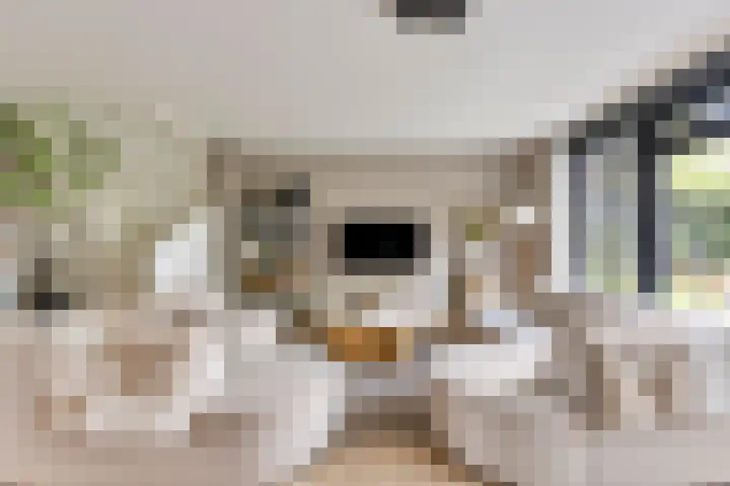 Berkenlaan 1 B Doorwerth thumbnail 19