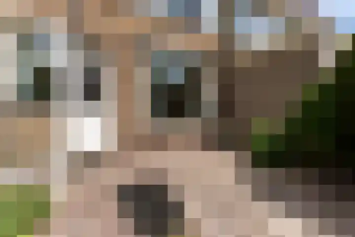 Berkenlaan 1 Castricum thumbnail 13