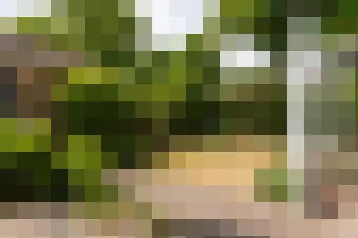 Berkenlaan 1 Castricum thumbnail 14