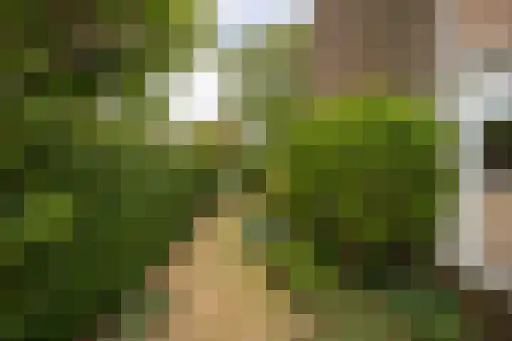 Berkenlaan 1 Castricum thumbnail 17