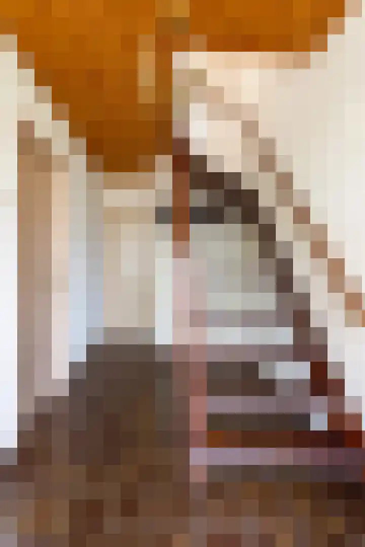 Berkenlaan 1 Castricum thumbnail 24