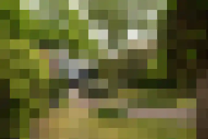 Berkenlaan 1 Castricum thumbnail 43