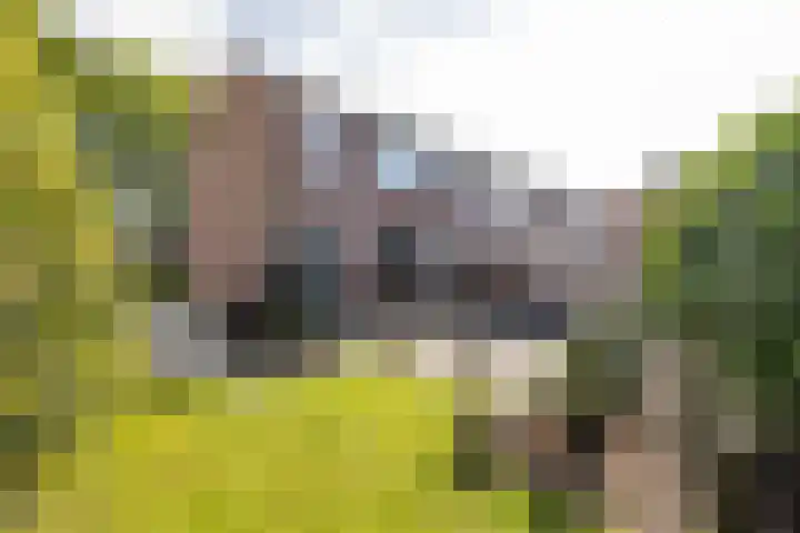 Berkenlaan 10 Tynaarlo thumbnail 5