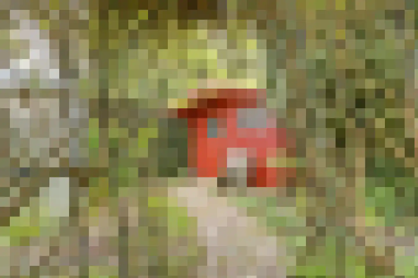 Berkenlaan 10 Velden thumbnail 37