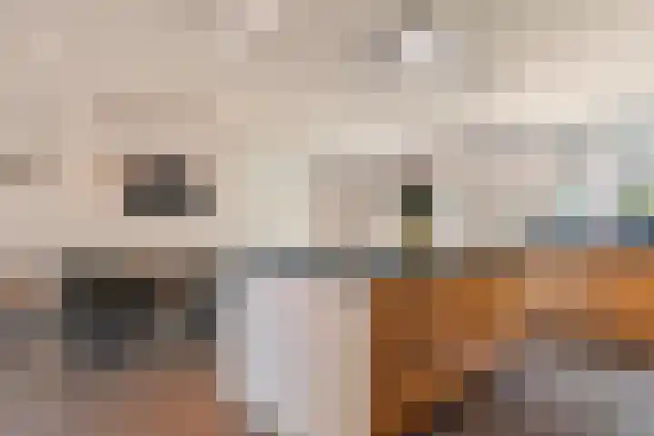 Berkenlaan 15 Hardenberg thumbnail 25