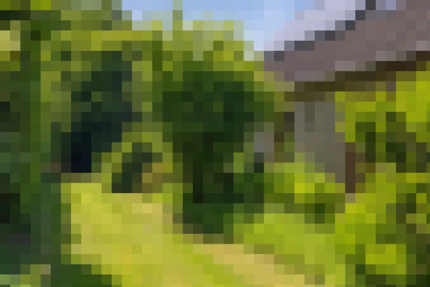 Berkenlaan 18 Schoonebeek thumbnail 4