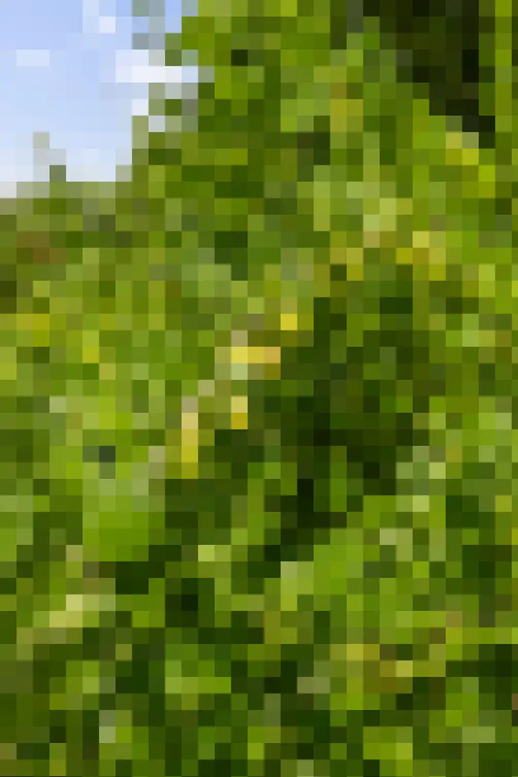 Berkenlaan 18 Schoonebeek thumbnail 53
