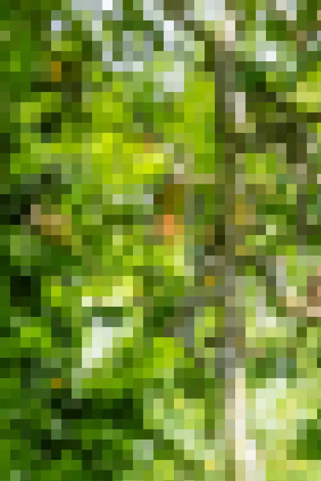 Berkenlaan 18 Schoonebeek thumbnail 57